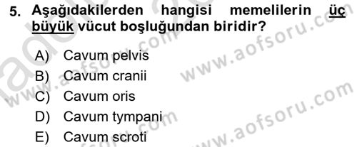 Temel Veteriner Anatomi Dersi Ara Sınavı Deneme Sınav Soruları 5. Soru