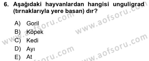 Temel Veteriner Anatomi Dersi Ara Sınavı Deneme Sınav Soruları 6. Soru