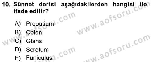 Temel Veteriner Anatomi Dersi 2023 - 2024 Yılı (Final) Dönem Sonu Sınav Soruları 10. Soru