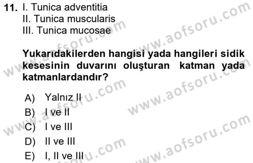 Temel Veteriner Anatomi Dersi 2023 - 2024 Yılı (Final) Dönem Sonu Sınav Soruları 11. Soru