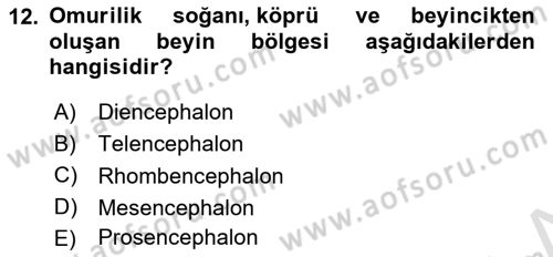 Temel Veteriner Anatomi Dersi 2023 - 2024 Yılı (Final) Dönem Sonu Sınav Soruları 12. Soru