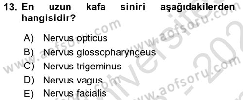 Temel Veteriner Anatomi Dersi 2023 - 2024 Yılı (Final) Dönem Sonu Sınav Soruları 13. Soru