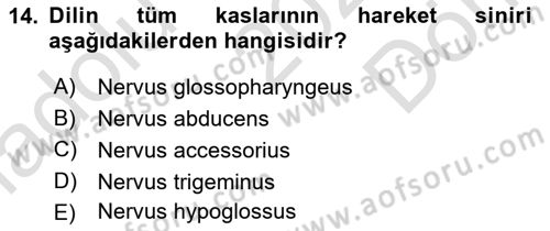 Temel Veteriner Anatomi Dersi 2023 - 2024 Yılı (Final) Dönem Sonu Sınav Soruları 14. Soru