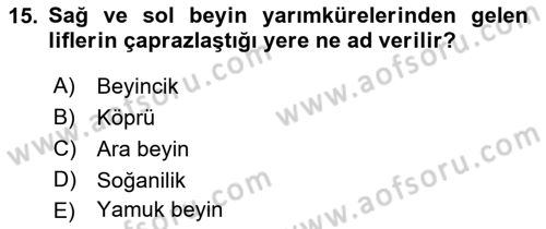 Temel Veteriner Anatomi Dersi 2023 - 2024 Yılı (Final) Dönem Sonu Sınav Soruları 15. Soru