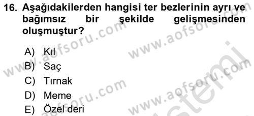 Temel Veteriner Anatomi Dersi 2023 - 2024 Yılı (Final) Dönem Sonu Sınav Soruları 16. Soru