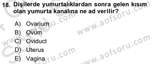 Temel Veteriner Anatomi Dersi 2023 - 2024 Yılı (Final) Dönem Sonu Sınav Soruları 18. Soru