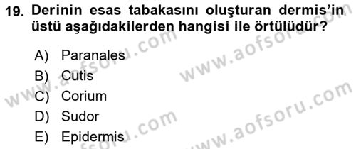 Temel Veteriner Anatomi Dersi 2023 - 2024 Yılı (Final) Dönem Sonu Sınav Soruları 19. Soru