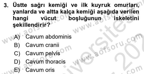 Temel Veteriner Anatomi Dersi 2023 - 2024 Yılı (Final) Dönem Sonu Sınav Soruları 3. Soru