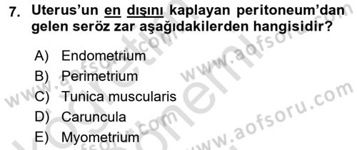 Temel Veteriner Anatomi Dersi 2023 - 2024 Yılı (Final) Dönem Sonu Sınav Soruları 7. Soru