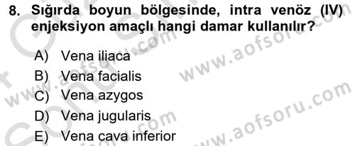 Temel Veteriner Anatomi Dersi 2023 - 2024 Yılı (Final) Dönem Sonu Sınav Soruları 8. Soru