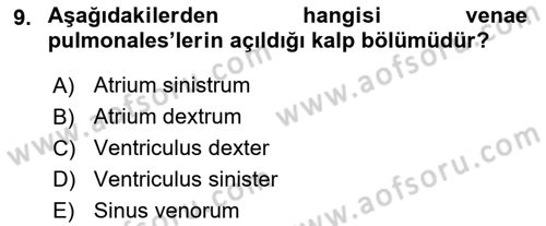 Temel Veteriner Anatomi Dersi 2023 - 2024 Yılı (Final) Dönem Sonu Sınav Soruları 9. Soru