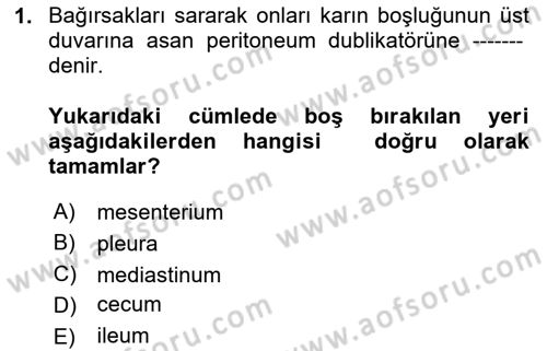 Temel Veteriner Anatomi Dersi 2023 - 2024 Yılı Yaz Okulu Sınav Soruları 1. Soru