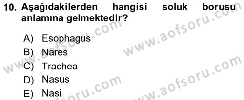 Temel Veteriner Anatomi Dersi 2023 - 2024 Yılı Yaz Okulu Sınav Soruları 10. Soru