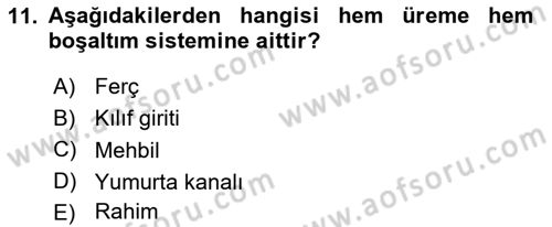 Temel Veteriner Anatomi Dersi 2023 - 2024 Yılı Yaz Okulu Sınav Soruları 11. Soru