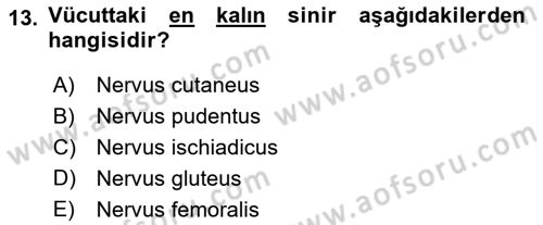 Temel Veteriner Anatomi Dersi 2023 - 2024 Yılı Yaz Okulu Sınav Soruları 13. Soru