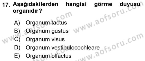 Temel Veteriner Anatomi Dersi 2023 - 2024 Yılı Yaz Okulu Sınav Soruları 17. Soru