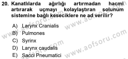 Temel Veteriner Anatomi Dersi 2023 - 2024 Yılı Yaz Okulu Sınav Soruları 20. Soru