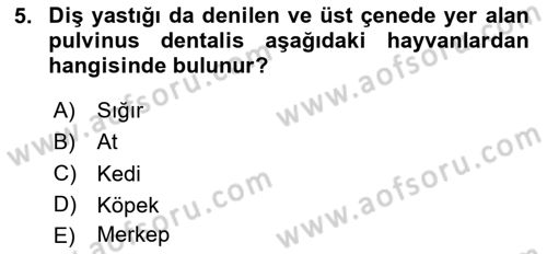 Temel Veteriner Anatomi Dersi 2023 - 2024 Yılı Yaz Okulu Sınav Soruları 5. Soru