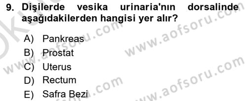 Temel Veteriner Anatomi Dersi 2023 - 2024 Yılı Yaz Okulu Sınav Soruları 9. Soru