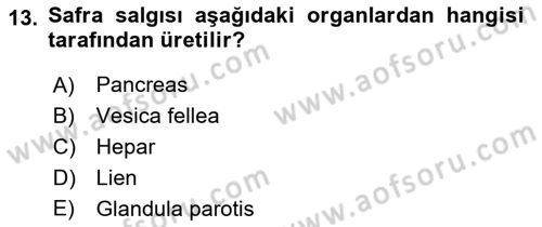 Temel Veteriner Anatomi Dersi Ara Sınavı Deneme Sınav Soruları 13. Soru