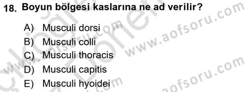 Temel Veteriner Anatomi Dersi Ara Sınavı Deneme Sınav Soruları 18. Soru