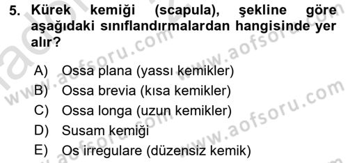 Temel Veteriner Anatomi Dersi 2024 - 2025 Yılı (Vize) Ara Sınav Soruları 5. Soru