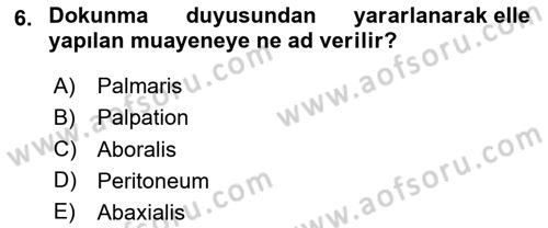 Temel Veteriner Anatomi Dersi 2024 - 2025 Yılı (Vize) Ara Sınav Soruları 6. Soru