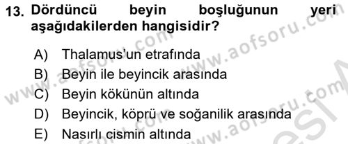 Temel Veteriner Anatomi Dersi 2024 - 2025 Yılı (Final) Dönem Sonu Sınav Soruları 13. Soru