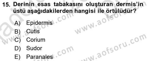 Temel Veteriner Anatomi Dersi 2024 - 2025 Yılı (Final) Dönem Sonu Sınav Soruları 15. Soru