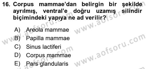 Temel Veteriner Anatomi Dersi 2024 - 2025 Yılı (Final) Dönem Sonu Sınav Soruları 16. Soru