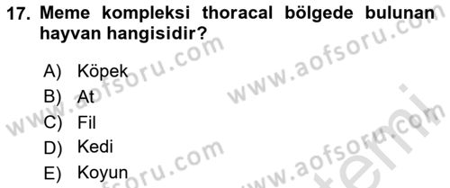 Temel Veteriner Anatomi Dersi 2024 - 2025 Yılı (Final) Dönem Sonu Sınav Soruları 17. Soru