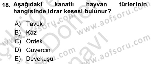 Temel Veteriner Anatomi Dersi 2024 - 2025 Yılı (Final) Dönem Sonu Sınav Soruları 18. Soru