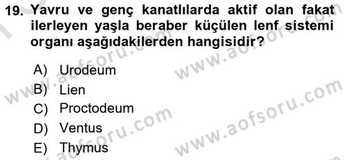 Temel Veteriner Anatomi Dersi 2024 - 2025 Yılı (Final) Dönem Sonu Sınav Soruları 19. Soru