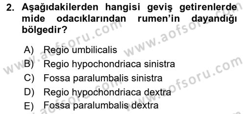 Temel Veteriner Anatomi Dersi 2024 - 2025 Yılı (Final) Dönem Sonu Sınav Soruları 2. Soru