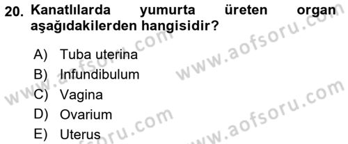 Temel Veteriner Anatomi Dersi 2024 - 2025 Yılı (Final) Dönem Sonu Sınav Soruları 20. Soru