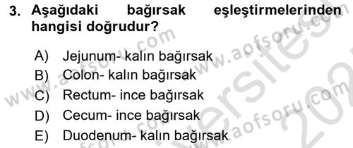 Temel Veteriner Anatomi Dersi 2024 - 2025 Yılı (Final) Dönem Sonu Sınav Soruları 3. Soru