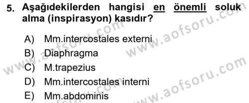 Temel Veteriner Anatomi Dersi 2024 - 2025 Yılı (Final) Dönem Sonu Sınav Soruları 5. Soru