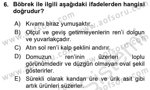 Temel Veteriner Anatomi Dersi 2024 - 2025 Yılı (Final) Dönem Sonu Sınav Soruları 6. Soru