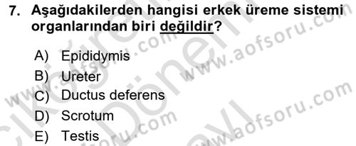 Temel Veteriner Anatomi Dersi 2024 - 2025 Yılı (Final) Dönem Sonu Sınav Soruları 7. Soru