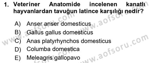 Temel Veteriner Anatomi Dersi 2024 - 2025 Yılı Yaz Okulu Sınav Soruları 1. Soru
