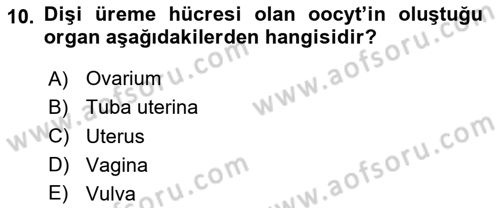Temel Veteriner Anatomi Dersi 2024 - 2025 Yılı Yaz Okulu Sınav Soruları 10. Soru