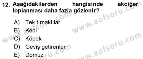 Temel Veteriner Anatomi Dersi 2024 - 2025 Yılı Yaz Okulu Sınav Soruları 12. Soru