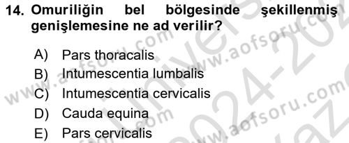 Temel Veteriner Anatomi Dersi 2024 - 2025 Yılı Yaz Okulu Sınav Soruları 14. Soru