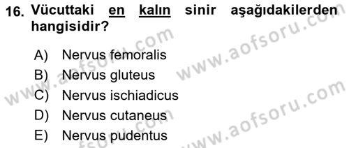 Temel Veteriner Anatomi Dersi 2024 - 2025 Yılı Yaz Okulu Sınav Soruları 16. Soru