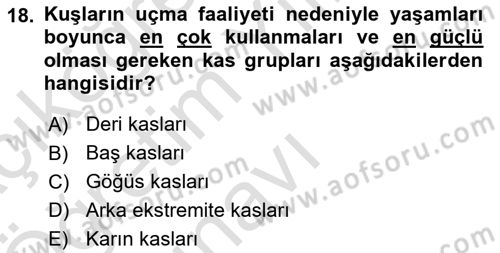 Temel Veteriner Anatomi Dersi 2024 - 2025 Yılı Yaz Okulu Sınav Soruları 18. Soru