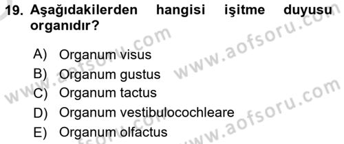 Temel Veteriner Anatomi Dersi 2024 - 2025 Yılı Yaz Okulu Sınav Soruları 19. Soru