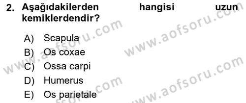 Temel Veteriner Anatomi Dersi 2024 - 2025 Yılı Yaz Okulu Sınav Soruları 2. Soru