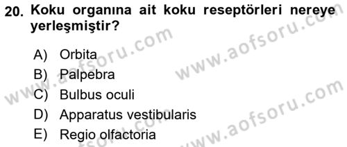 Temel Veteriner Anatomi Dersi 2024 - 2025 Yılı Yaz Okulu Sınav Soruları 20. Soru