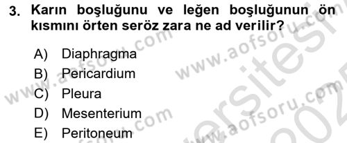 Temel Veteriner Anatomi Dersi 2024 - 2025 Yılı Yaz Okulu Sınav Soruları 3. Soru