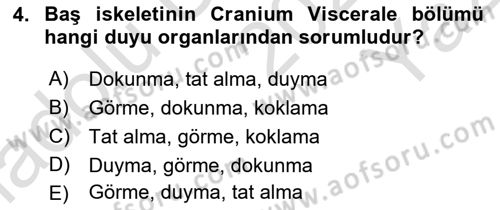 Temel Veteriner Anatomi Dersi 2024 - 2025 Yılı Yaz Okulu Sınav Soruları 4. Soru